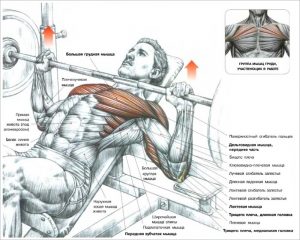 Программа тренировок на грудные мышцы штангой